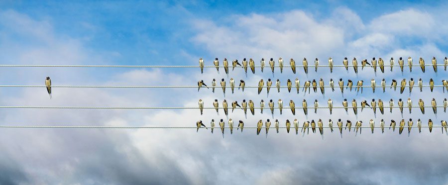 birds-on-wire-1